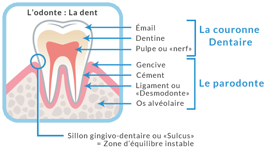 sant-bucco-dentaire-essentielle-pour-l-tat-de-sant-g-n-ral